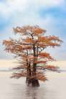 Morning mist and autumn colors on Caddo Lake, Texas. Art Print